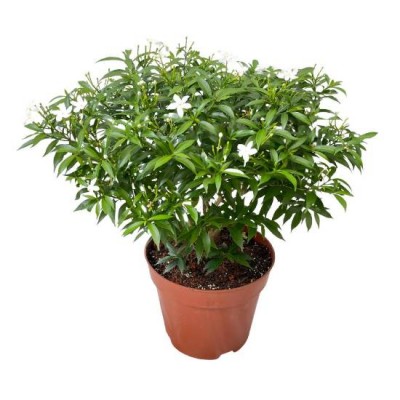 Tagar Mini Plant - Crape Jasmine, Tabernaemontana, Chandani plant
